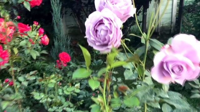 Уход за розами в сентябре.Цветение роз в начале осени в Подмосковье ч2 смотреть онлайн
