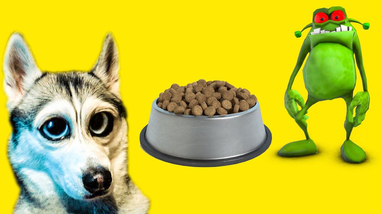 МЕНЯ ОТРАВИЛИ!!! (Хаски Бандит) Говорящая собака смотреть онлайн