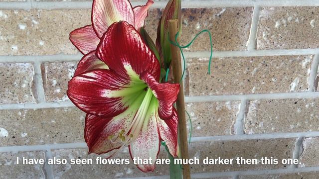 Hippeastrum Flamenco Queen смотреть онлайн