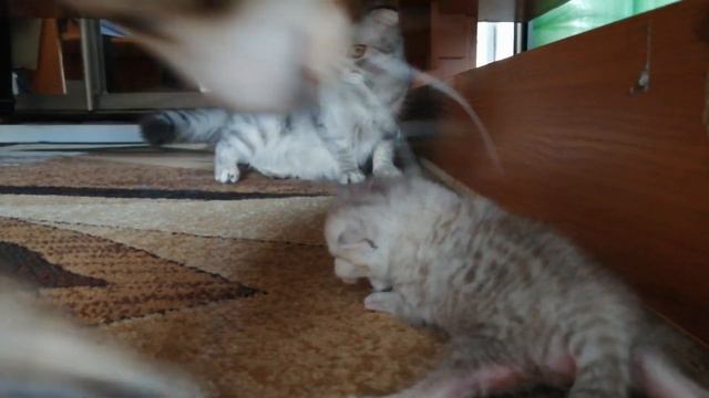 Кошка мать защитила своего ребёнка котенка Mother protected her baby kitten 고양이 어머니는 그녀의 아기 고양이를 보 смотреть онлайн