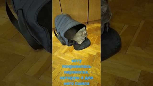 Коту понравилась моя переноска смотреть онлайн