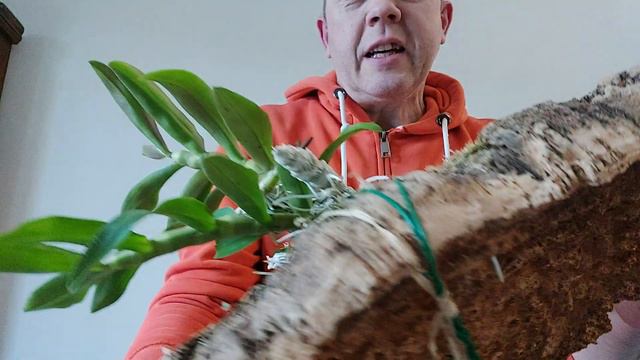 Zatterare il Dendrobium Parishii..sorprese nel sughero смотреть онлайн