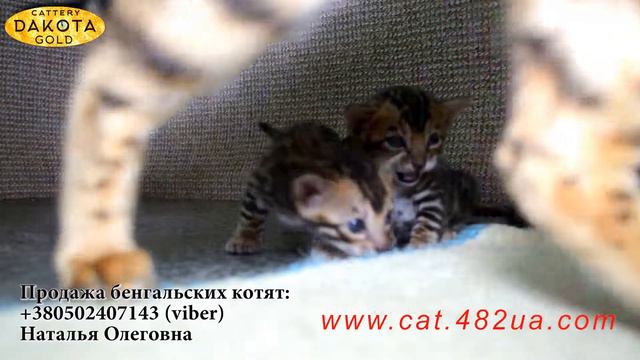 Бенгальские котята учатся шалить, часть 2, питомник Dakota Gold, котята д р 12072017