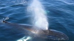 Зачем киты и дельфины пускают фонтаны из головы