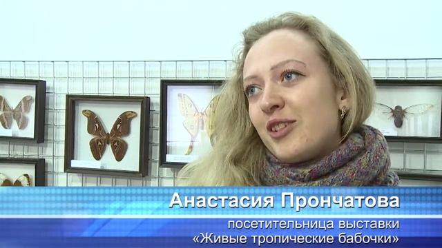 выставка бабочек смотреть онлайн