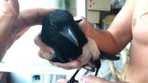 Как мы сороку на мышей ловили