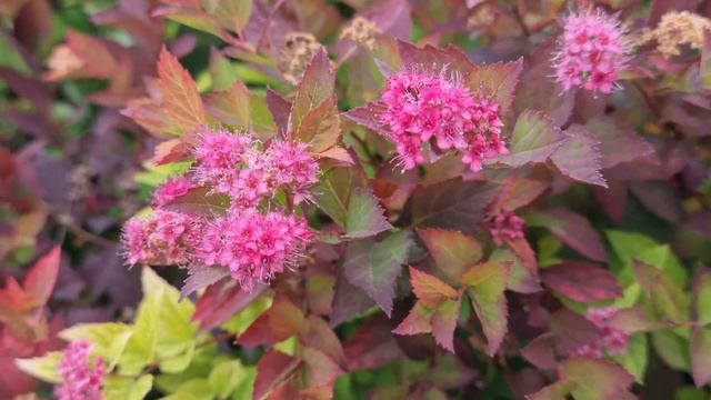 Спирея смотреть онлайн