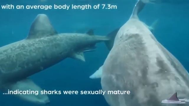 Shark ? Оказывается, что гигантские Акулы #акулы #youtube #ум смотреть онлайн