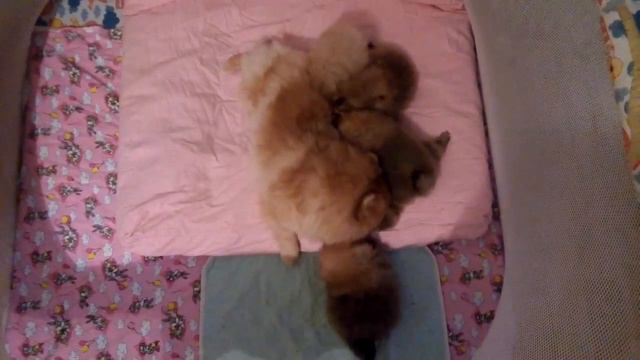 Помет Б (Джокер+Фикси)чуть больше месяца смотреть онлайн