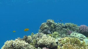 Самый красивый риф Шарм эль Шейха. Октябрь 2021 г.