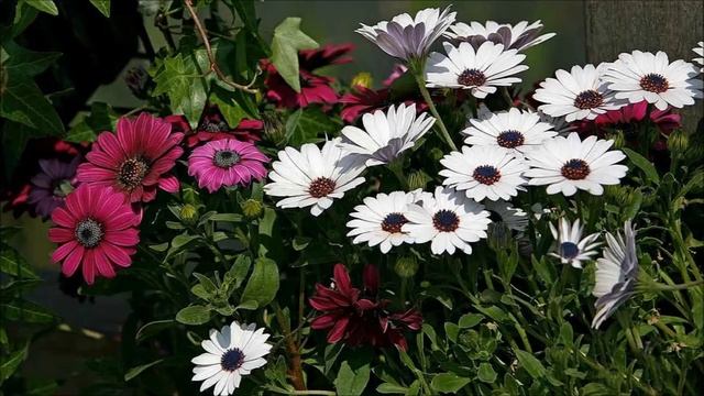 Диморфотека смотреть онлайн