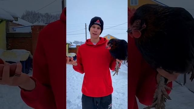 Несут Шоколадные яйца, куры порода Маран чёрно-медный ? смотреть онлайн