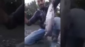 ловля усача на реке 2021