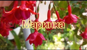 Обзор фуксий. Фуксия "Маринка".