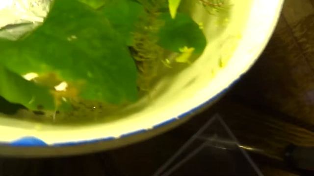 дикая элодея из озера у меня в аквариуме, спустя месяц 25 октября 2022. мой аквариум из 19 л бутыл смотреть онлайн