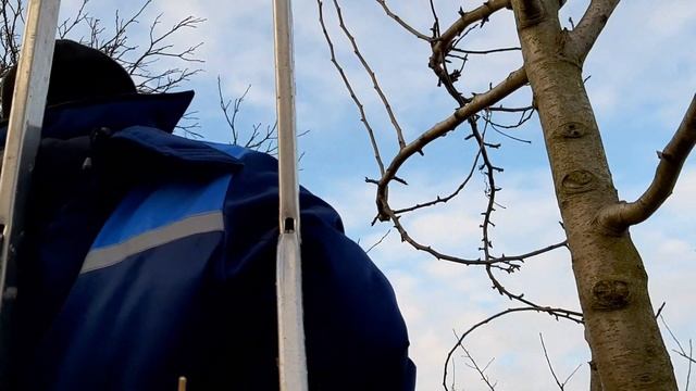 Интенсивная обрезка груши смотреть онлайн