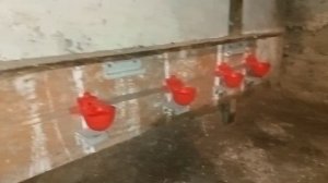 чашечные поилки для кур несушек ,2