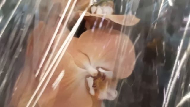 24.03. 2023г. Замечательные орхидеи в Леруа Мерлен. смотреть онлайн