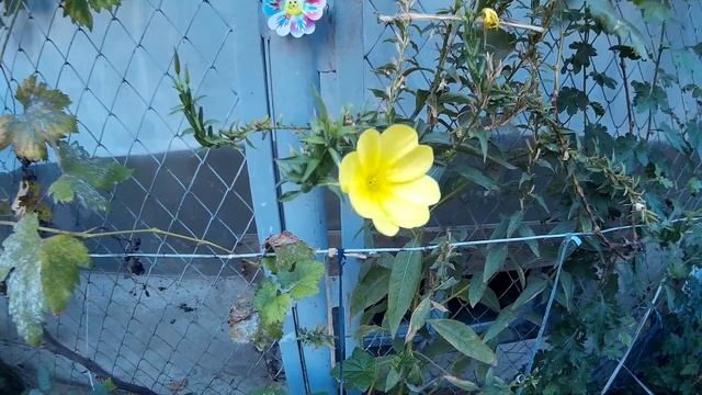 Желтый цветок, который распускается только вечером смотреть онлайн