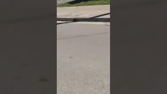 Из Каракольского зоопарка сбежал волк и бегал по улицам города. смотреть онлайн