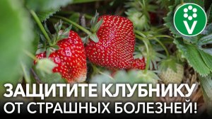 САМЫЕ ОПАСНЫЕ БОЛЕЗНИ КЛУБНИКИ. Диагностика, профилактика и лечение клубники