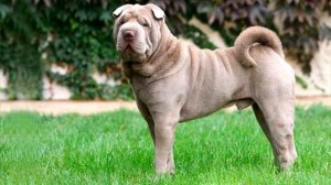 Шарпей — основные плюсы и минусы породы!