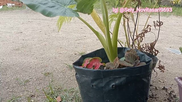 MENANAM BUNGA SENTE VARIEGATA DAN KAKTUS HIAS HIDUP ANTI GAGAL.!!!🪴🌱🌵🌵