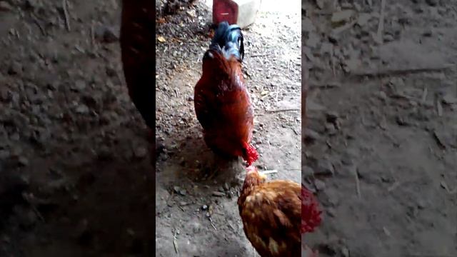 Куры на даче, летний видосик 19 года. )) #содержаниекур