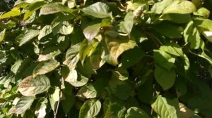 Маленькие Киви или Актинидия в Средней полосе. Урожай мини-Киви готов!