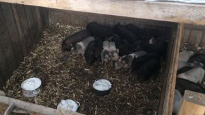 Возраст 2 месяца  Как праильно кормить поросят/жизнь в деревне