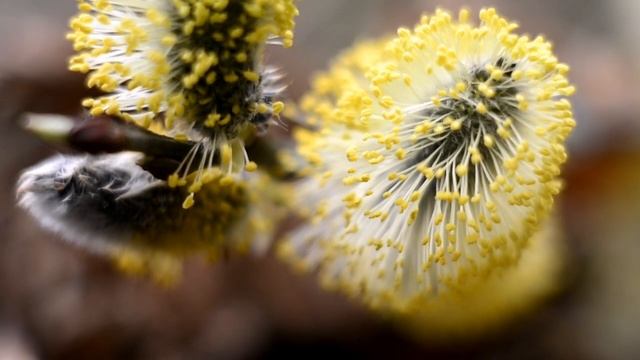 Как фотографировать первые цветы в весеннем лесу смотреть онлайн