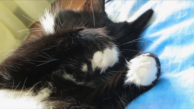 Почему кошка спит на вас? смотреть онлайн