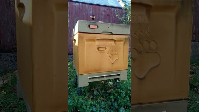 пчелы покинули колоду и улей массовый побег смотреть онлайн