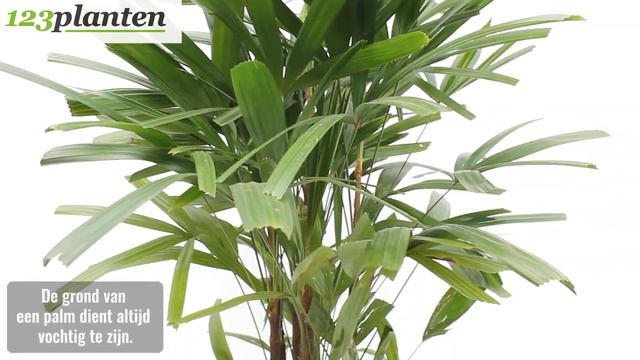 Rhapis Excelsa - Stokpalm (huisdiervriendelijk) смотреть онлайн
