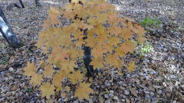 Звёзды кленовые, октябрь 2020 г. смотреть онлайн