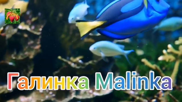 Деревенский дневник очень многодетной /Кормящая сестра /Палата № 6/ Чем дальше, тем страшнее /Обзор смотреть онлайн