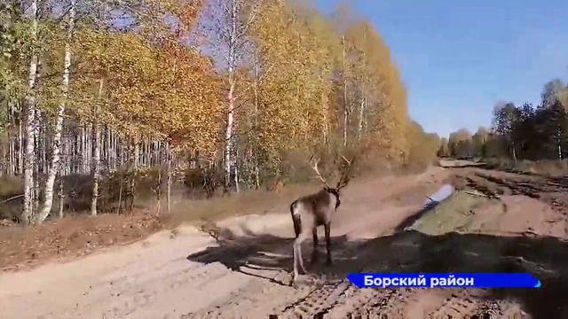 Из Керженского заповедника на свободу отпустили оленя Захара смотреть онлайн