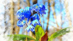 Футаж. Весенние цветы 6