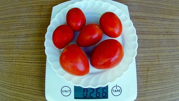 Томат - Мохнатый шмель (Пушистые томаты)