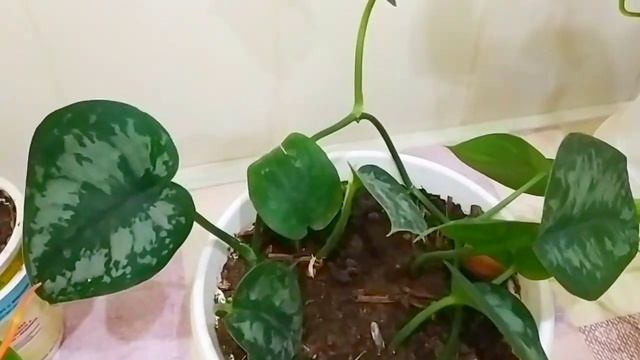 Сциндапсусы в моём цветнике. Как вырастить пушистый куст сциндапсуса смотреть онлайн