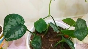 Сциндапсусы в моём цветнике. Как вырастить пушистый куст сциндапсуса