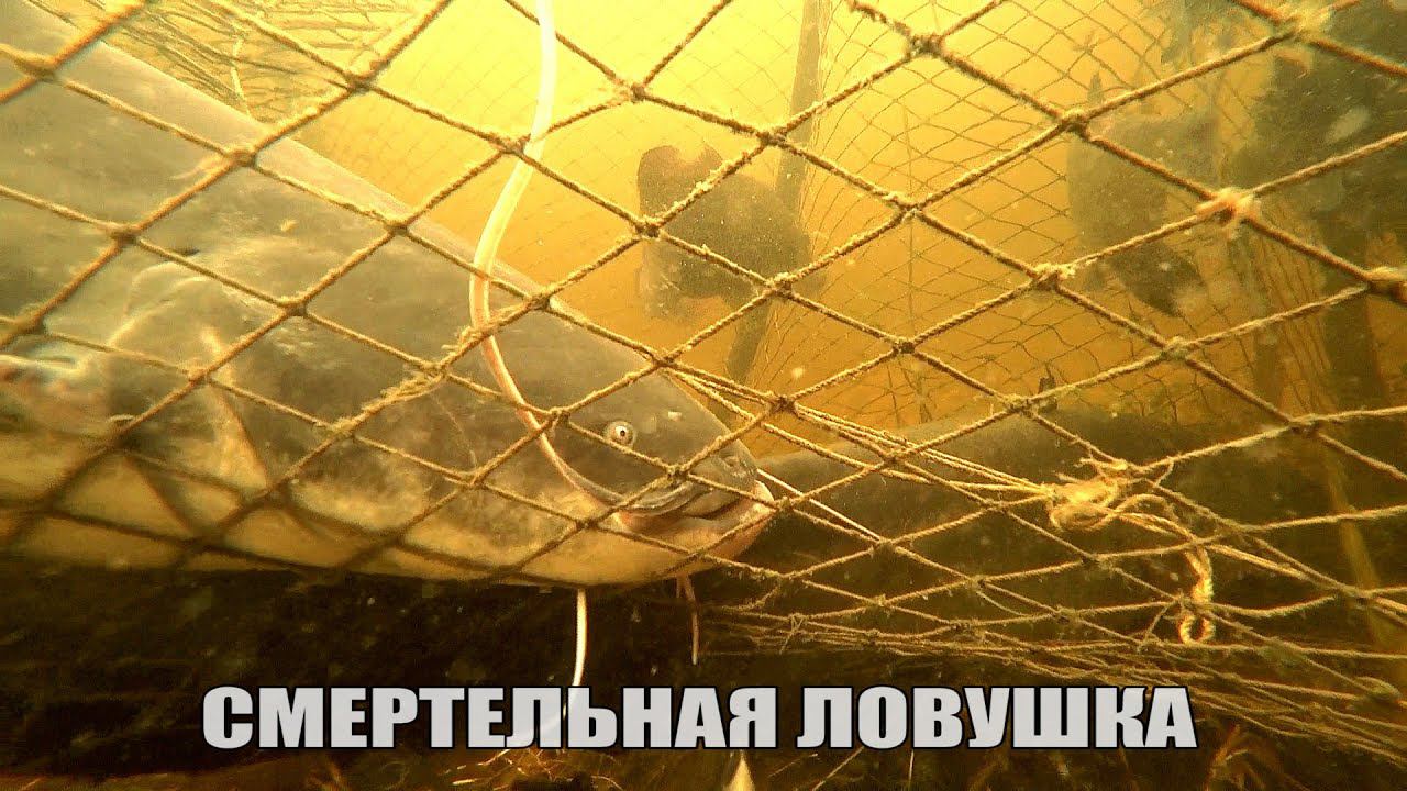 Подводная Охота в Астрахани " СМЕРТЕЛЬНАЯ ЛОВУШКА ". Много рыбы. Трофейный Сом, Сазан, Щука, Карась. смотреть онлайн