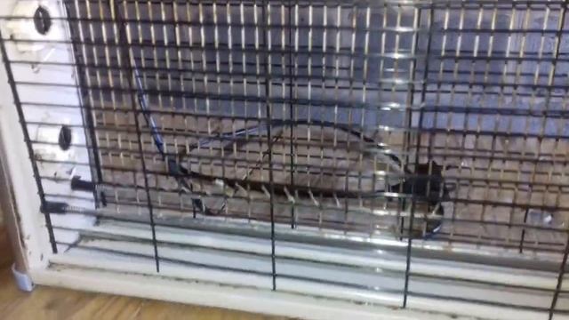 Хорошо когда есть помощницы.Какой приспособой боремся с мухами!Часть2! 30 июня 2021 г. смотреть онлайн