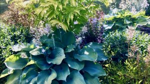 РАБАТКА ПО ПЕРИМЕТРУ ДОМА. ХОСТЫ / АСТИЛЬБЫ / АСТРА / ИВА ПУРПУРНАЯ / РОЗЫ и др.  Дачный креатив.