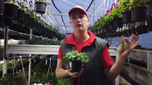 Вырастить КАЛИБРАХОА.  Более 10 лет опыта для Вас.