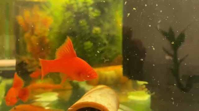 Xiphophorus helleri ”vienna broccoli” Swordtails, Swordtailfish смотреть онлайн