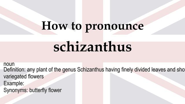 How To Pronounce 'schizanthus' + Meaning