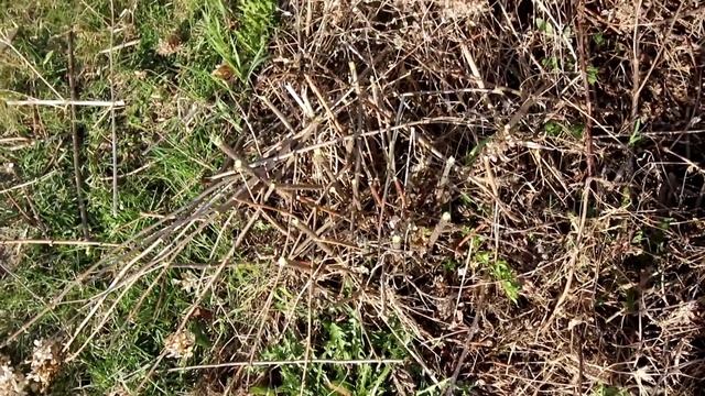 ?My Hydrangea Field Plan?: Pruning Hydrangeas w/ Sunflower Steve ✂️: Kings Mums : Flower Hill Farm смотреть онлайн