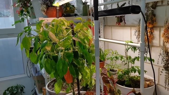 Пока еще хрустим и наслаждаемся. Лучше одна мощная, чем пять слабых. смотреть онлайн