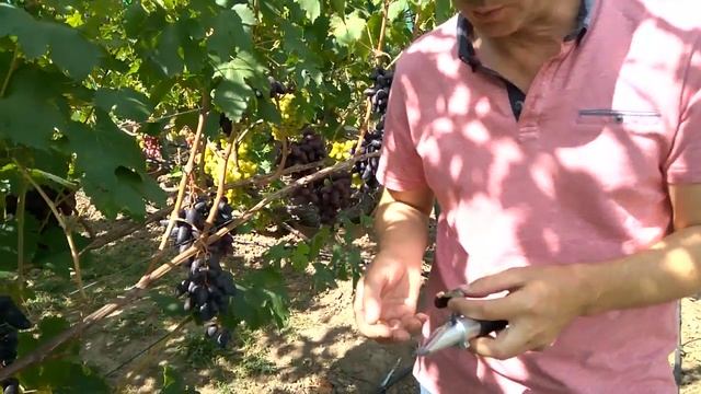 @Виноград 2019 Виноград Рембо Отзыв о винограде смотреть онлайн